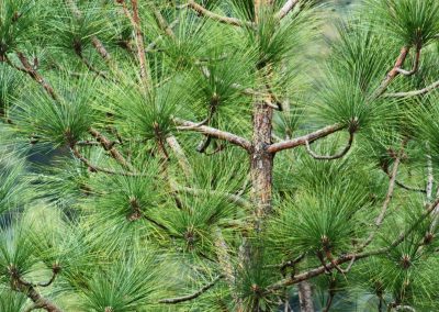 We planted 125 trees